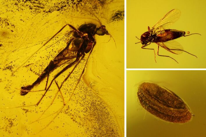 Two Fossil Flies (Diptera) and Flower Stamen in Baltic Amber #150766